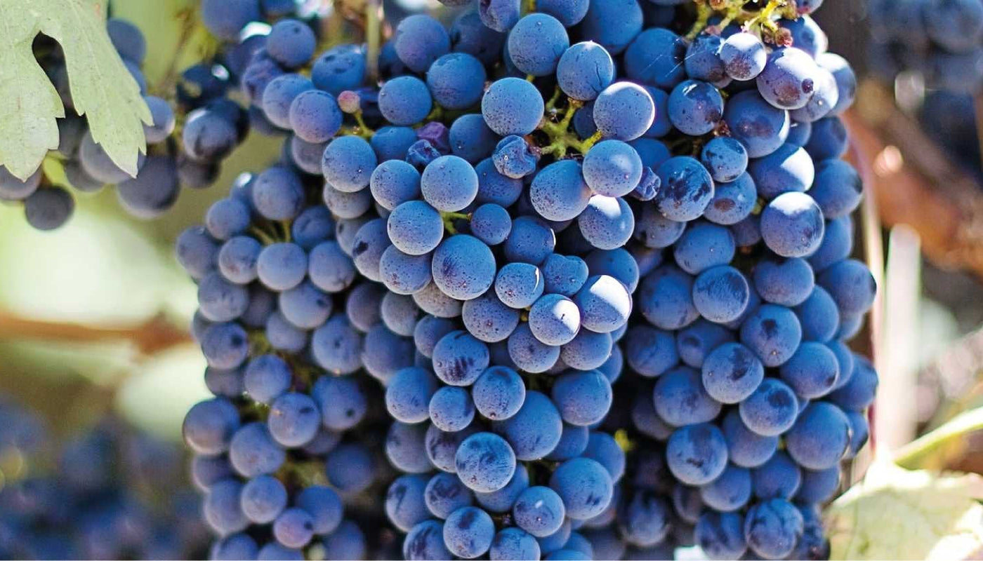 Vinho Tinto